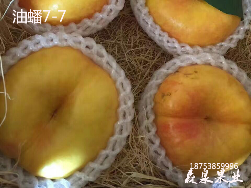 最新油蟠桃樹苗品種7-7