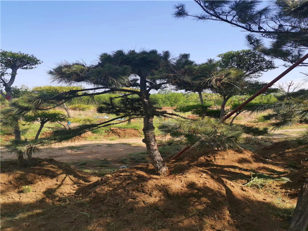 泰山景松樹苗